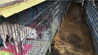浪犬悲歌！零安樂死政策釀禍 動保團批：政府帶頭棄養