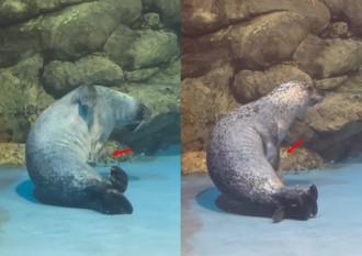 海生館內驚見海豹「狂抓癢」 引網友關注：好想幫忙抓