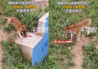 浪貓誤入老虎圈遭捕食 動物園遊客驚悚目擊