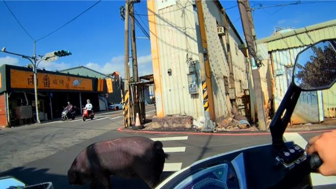 桃園市桃園警分局大樹派出所警員廖恩誠，25日巡邏行經大原路22巷時，發現一頭黑毛豬於馬路上閒晃，影響交通安全，立即協助看管，並與熱心民眾限制豬隻走動範圍，並聯繫員工到場協助，順利將黑毛豬捕捉並帶回飼養場安置。（警方提供）