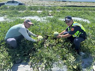 花蓮二期小玉西瓜入產季 警方主動巡田護瓜防竊