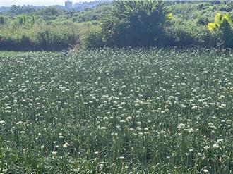 桃園大溪韭菜花季開跑！追浪漫九月雪 交管必看
