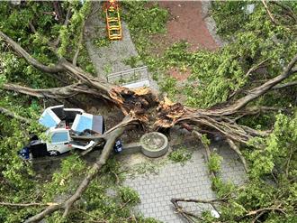 中和四號公園修樹補植 提升樹木抗災能力