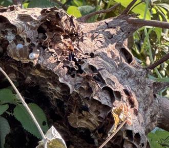 三芝住戶遭殃！「達人」私自摘蜂巢 虎頭蜂四竄釀傷害
