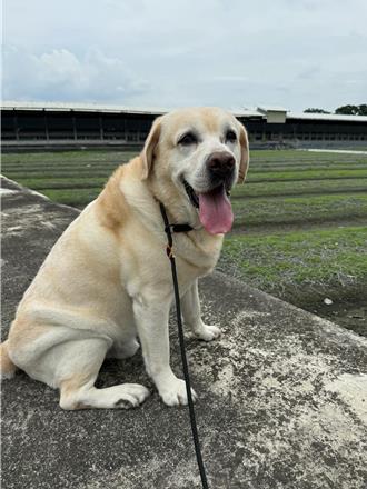 退休警犬「福星」捲感情糾紛！領犬員遭控劈腿 粉專關閉引憂心