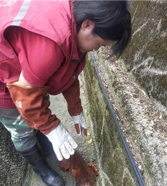 飛鼠墜落排水溝！新北動保處神救援