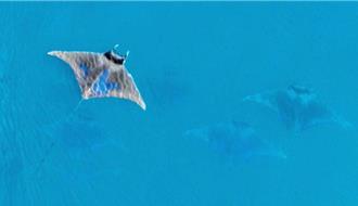 鬼月旅遊新亮點？鬼蝠魟、鯨鯊澎湖東海再現身