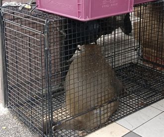 高雄獼猴「進化」？闖入早餐店直接拆開吃 農業局出手了