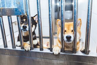 毛小孩吸二手菸 罹癌風險2到4倍