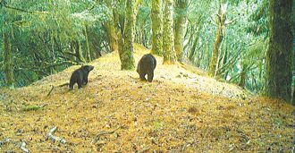山友目击 黑熊母子 现身玉山瓦拉米步道