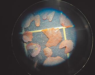 南科考古 4千年前先民 可能吃魚皮湯