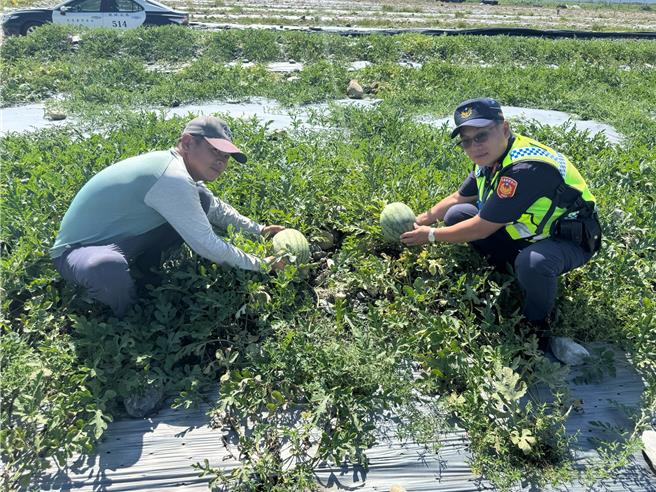 花莲县凤林镇中心埔地区种植第二期小玉西瓜正值採收期，警方避免瓜果遭窃事件发生，主动启动护瓜勤务，日夜巡田守护瓜农心血。（凤林警分局提供／罗亦晽花莲传真）