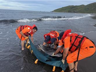 影》宜蘭嶺腳沙灘鯨豚母子擱淺死亡 疑遭鯊魚咬傷