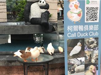 暑假收心靠柯爾鴨療癒 台南康橋商圈草地音樂節8／30登場