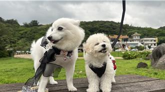 養寵物要看社區管委會臉色？立委盼修法打造寵物友善社會