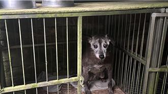 零安樂死害收容所超載、浪犬增加 王育敏籲加強源頭管理