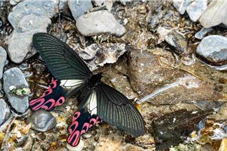守護「夢幻之蝶」！雪霸處舉辦台灣寬尾鳳蝶保育講座