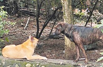 浪犬塞爆收容所、狗園 農業部：挺合理安樂死