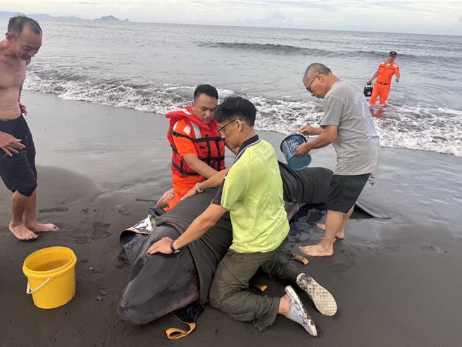 宜兰县岭脚沙滩昨（27）日下午传出鲸豚搁浅事件，经岸巡人员及民眾合力协助。（民眾提供／吴佩蓉宜兰传真）