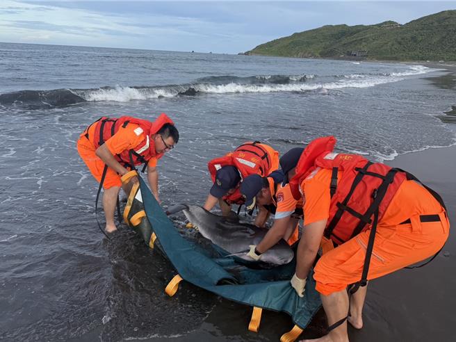 宜兰县岭脚沙滩昨（27）日下午传出鲸豚搁浅事件，经岸巡人员及民眾合力协助。（民眾提供／吴佩蓉宜兰传真）