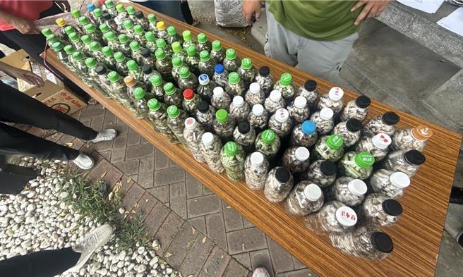 嘉义县推集满1瓶保特瓶菸蒂兑换现金，收集的菸蒂数量可观。（嘉县环保局提供／廖素慧嘉市传真）★《中时新闻网》：吸菸有害健康 中时新闻网关心您！戒菸专线：0800-636363。