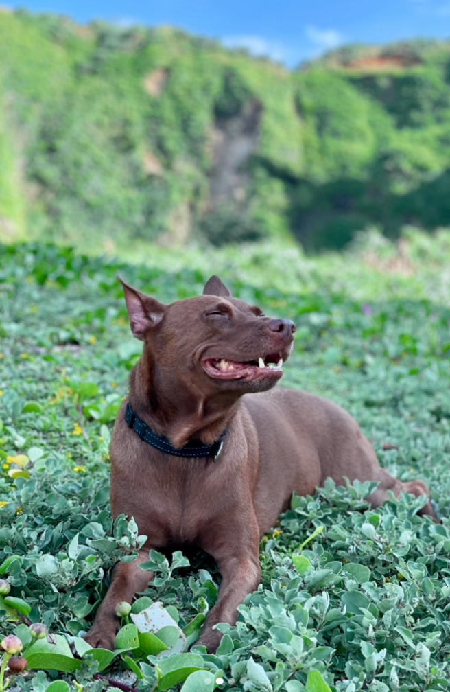 慈妹也晒出爱犬「欧小妹」的草地萌照。（图／翻摄自IG @j.oycee377）