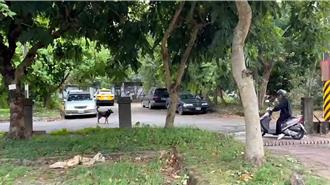 基隆暖暖公托浪犬團夥追車狂吠 動保所出動捕捉結紮