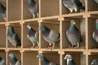 台灣賽鴿亂象曝光《衛報》揭3千萬獎金背後灰色地帶