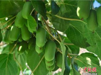 「太行山最綠的地方！」 前南峪荒山現代愚公刨出金山