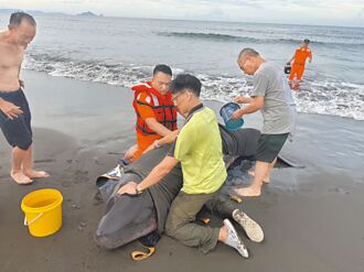 宜蘭 母子鯨豚擱淺難救 遭人道處理
