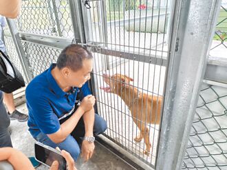 云林 咬人比特犬Lucky 男砸40万收养