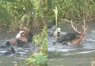 撕咬獵殺片曝光！野生梅花鹿遭10多隻流浪犬圍攻 居民冒險驅趕