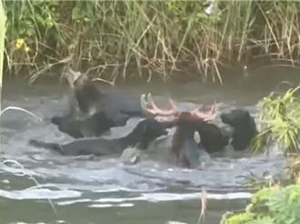 馬頭山驚見犬群攻梅花鹿 凶多吉少畫面曝！網驚：改天就換登山客