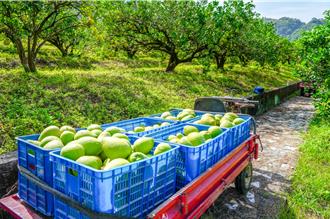 花蓮文旦進軍連鎖賣場 逾千家門市齊開賣