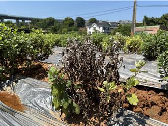 苗栗縣杭菊災害現金救助啟動 每公頃補助5.5萬元