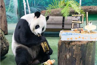 欢庆21岁生日 大猫熊圆圆嗨吃「冰蛋糕」