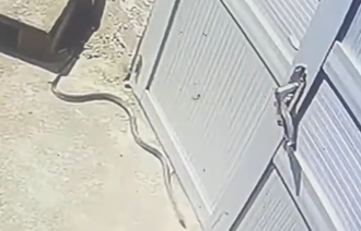 「1米長蛇」闖廁所抬頭嚇人！廣西男屁股沒擦 提褲急逃