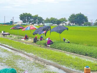 葉菜價崩 每公斤百元剩10幾元
