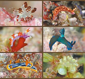 澎湖 海底精靈 新發現海蛞蝓87種