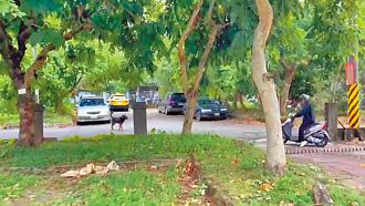 暖暖浪犬追車公托家長險車禍