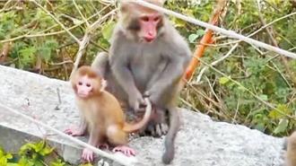 獼猴逛大街！北市近5年通報274件 北投暴增10倍、內湖居冠