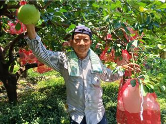 二水白柚遭猕猴肆虐！农民套红网袋防损失