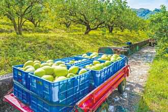 花蓮文旦進賣場 千家門市開賣