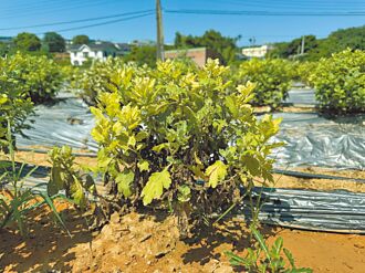 苗縣杭菊救助金 每公頃5.5萬元