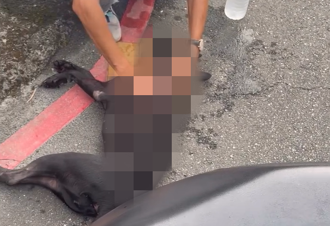 殘忍！南港老翁騎車拖黑狗300公尺   沿路血跡、排泄物害慘死