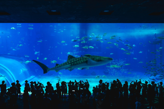 台人喊去沖繩不像出國 遊日專家悶「我到底看了什麼」