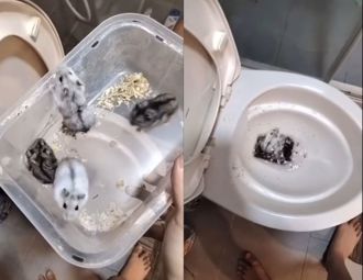 女把10隻倉鼠丟馬桶「活生生沖掉」發IG炫耀網氣炸