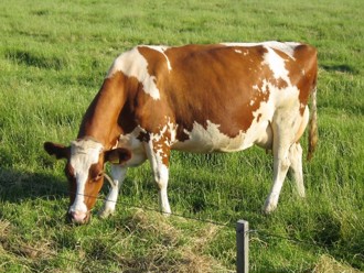 巴西甲烷排放高達2110萬噸 引發國際社會關注