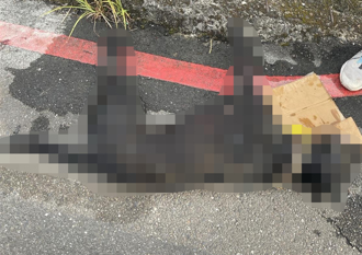 小黑狗被拖行300公尺慘死 動保處：將函送地檢署偵辦