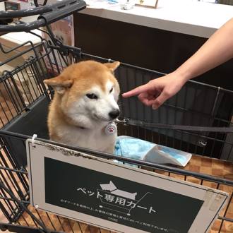 「不可以色色」迷因柴犬過世 飼主PO文：踏上彩虹橋了